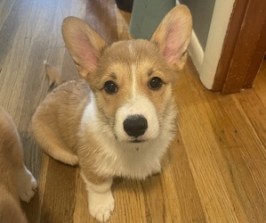 Medium Pembroke Welsh Corgi