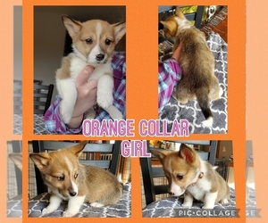 Pembroke Welsh Corgi Puppy for sale in URBANA, IL, USA