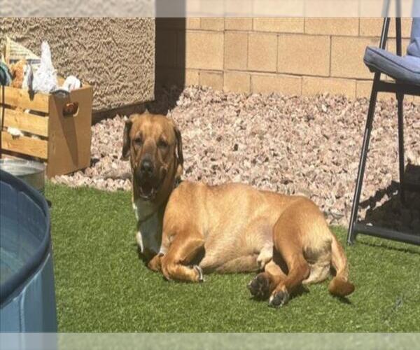 Medium Photo #2 American Pit Bull Terrier-Unknown Mix Puppy For Sale in Las Vegas, NV, USA