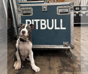 Mr. Worldwide - Male Mutt Dog for Adoption - Photo #2