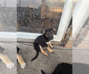 German Shepherd Dog Puppy for sale in LU VERNE, IA, USA