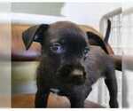Iona - Female Mutt Dog for Adoption - Small photo