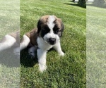 Small Photo #6 Bernese Mountain Dog-Saint Bernard Mix Puppy For Sale in NAMPA, ID, USA