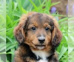 Small Photo #1 Miniature Bernedoodle Puppy For Sale in GORDONVILLE, PA, USA