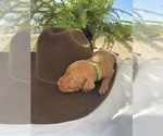 Small Photo #12 Vizsla Puppy For Sale in AGUA DULCE, CA, USA