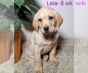 Labrador Retriever Puppy for sale in CATO, NY, USA