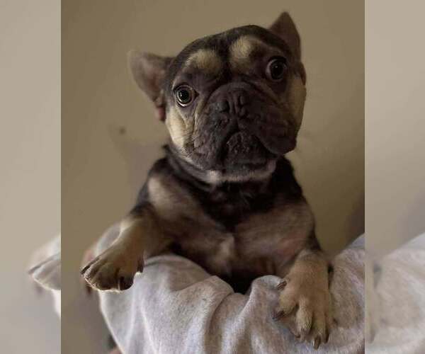 Medium Photo #1 French Bulldog Puppy For Sale in New York, NY, USA