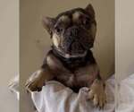 Small French Bulldog