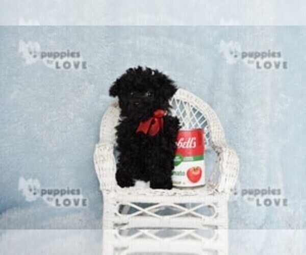 Medium Photo #3 Poodle (Toy) Puppy For Sale in SANGER, TX, USA