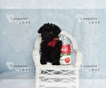 Small #2 Poodle (Toy)