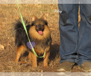 Pomeranian Puppy for sale in ELKLAND, MO, USA