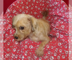 Yorkshire Terrier Puppy for sale in PATERSON, NJ, USA