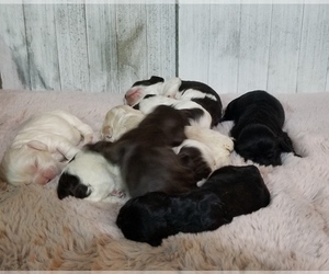 Cocker Spaniel Litter for sale in TERRY, MS, USA