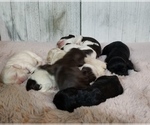 Image preview for Ad Listing. Nickname: Litter of 8