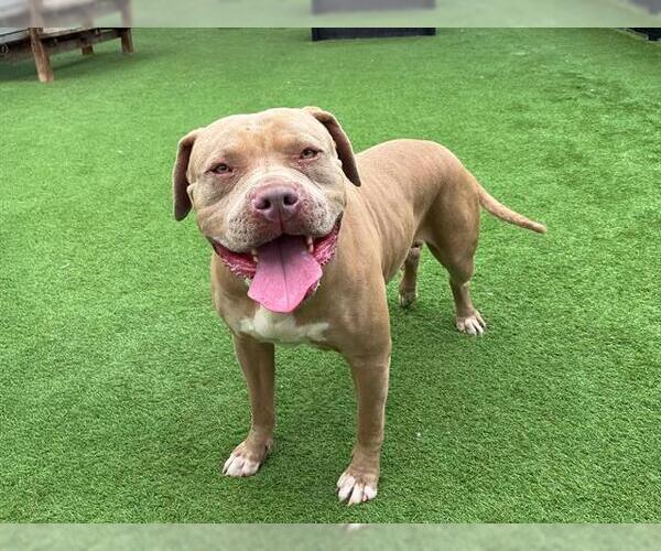 Medium Photo #1 American Pit Bull Terrier Puppy For Sale in Orange, CA, USA