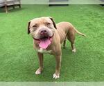 Small American Pit Bull Terrier