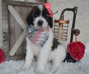Saint Berdoodle Puppy for sale in HONEY BROOK, PA, USA