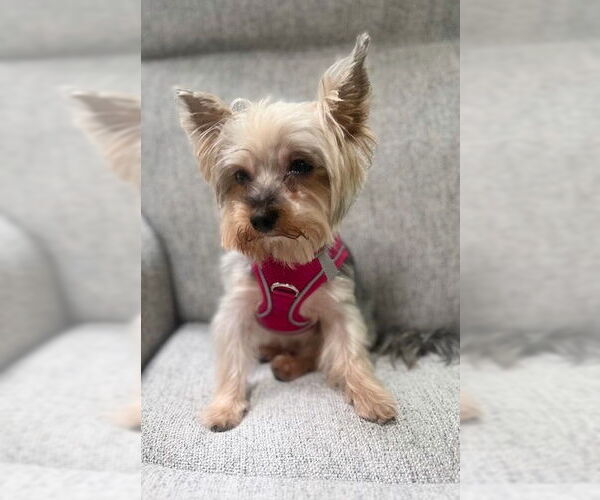 Medium Photo #8 Mutt Puppy For Sale in Allentown,, PA, USA