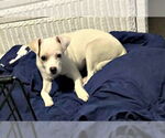 Small #2 Chihuahua Mix