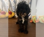 Havapoo puppies - Male Havapoo Puppy for Sale - Photo #41