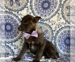 Small Photo #4 Labrador Retriever-Siberian Husky Mix Puppy For Sale in LANCASTER, PA, USA