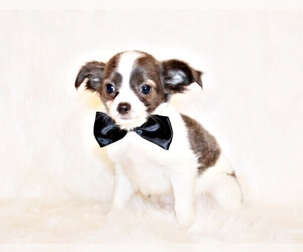 Medium Photo #63 Chihuahua Puppy For Sale in CHARLESTON, AR, USA