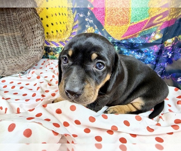 Medium Photo #9 Dachshund Puppy For Sale in CASSVILLE, MO, USA