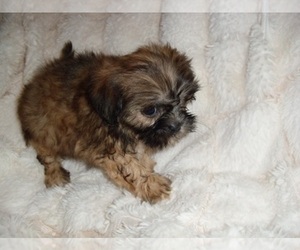 Shih Tzu Puppy for sale in JACKSON, MS, USA