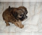 Image preview for Ad Listing. Nickname: SHIHTZUS