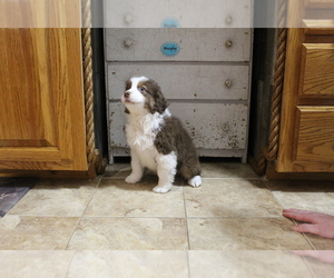 Australian Shepherd Puppy for sale in SEARS, MI, USA