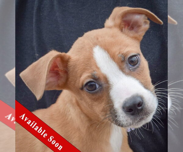 Medium Photo #1 Boxer-Bull Terrier Mix Puppy For Sale in Huntley, IL, USA