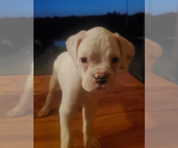 Medium Photo #5 Boxer Puppy For Sale in SAPULPA, OK, USA