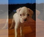 Small Photo #5 Boxer Puppy For Sale in SAPULPA, OK, USA