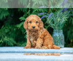 Puppy Poncho Goldendoodle (Miniature)