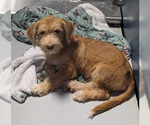 Small Photo #2 Mutt Puppy For Sale in Andover, MN, USA