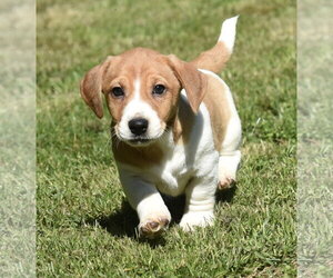 Dachsador Dogs for adoption in Mechanicsburg, PA, USA