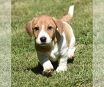 Small Dachsador