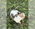 Small #12 Treeing Walker Coonhound