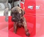 Puppy 10 Bullmastiff-Mastador Mix