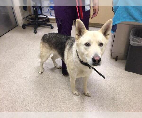 Medium Photo #1 Akita-German Shepherd Dog Mix Puppy For Sale in Riverside, CA, USA