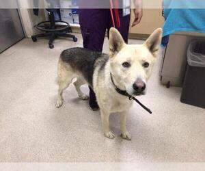 Akita-German Shepherd Dog Mix Dogs for adoption in Riverside, CA, USA
