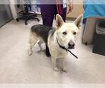 Small Akita-German Shepherd Dog Mix