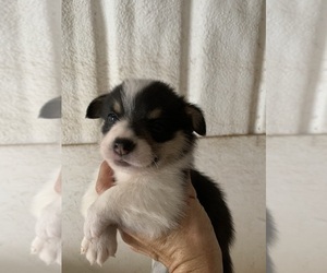 Pembroke Welsh Corgi Puppy for sale in BURLESON, TX, USA