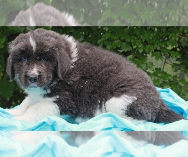 Medium Photo #2 Newfoundland Puppy For Sale in FREDERICKSBURG, OH, USA