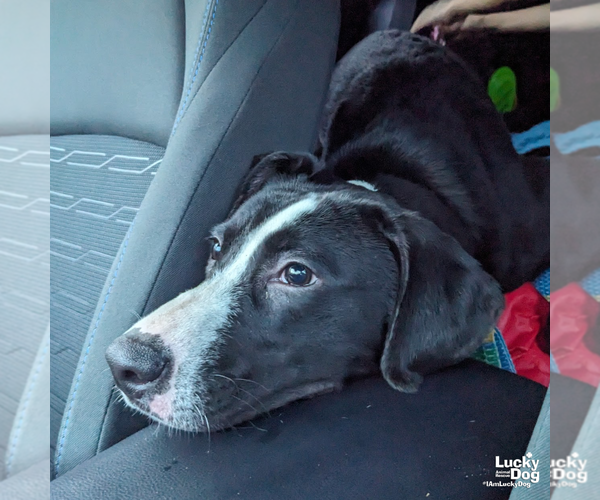 Medium Photo #3 Borador Puppy For Sale in Washington, DC, USA