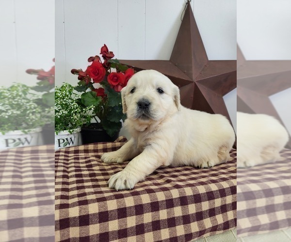 Medium Photo #8 English Cream Golden Retriever Puppy For Sale in GUTHRIE, KY, USA