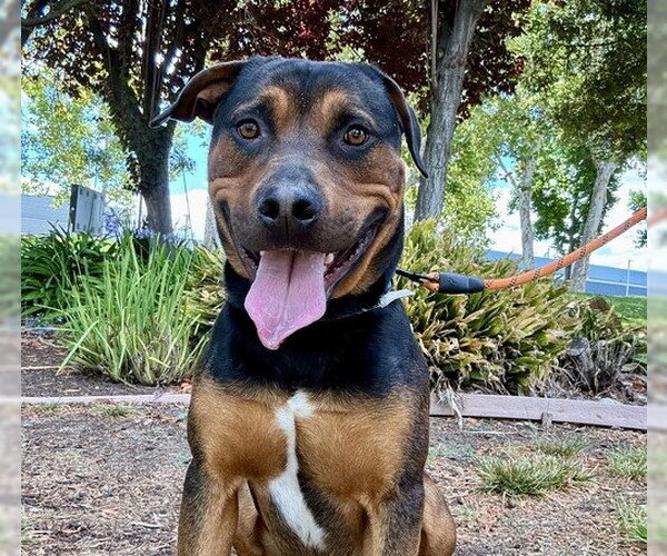 Medium Photo #4 Rottweiler-Unknown Mix Puppy For Sale in Martinez, CA, USA