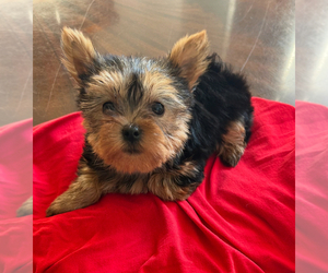 Yorkshire Terrier Puppy for Sale in MOUNTAIN BRK, Alabama USA