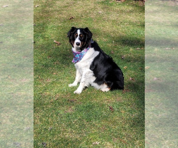 Medium Photo #1 Australian Shepherd Puppy For Sale in WHITE CLOUD, MI, USA