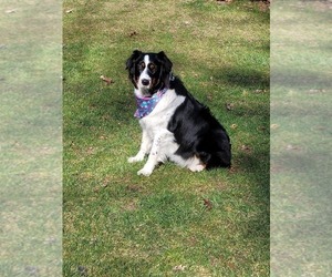 Mother of the Australian Shepherd puppies born on 07/26/2025